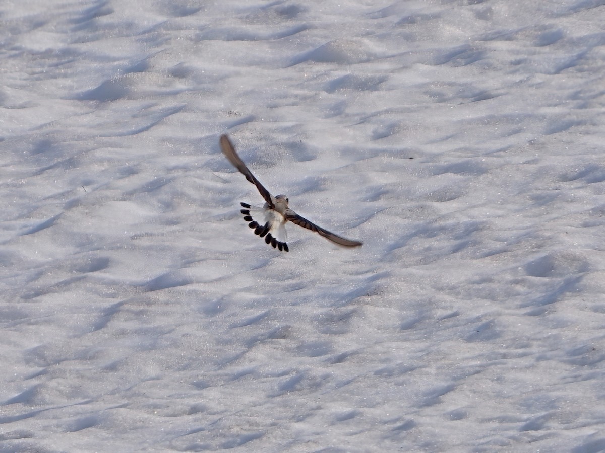 Northern Wheatear - ML620525656