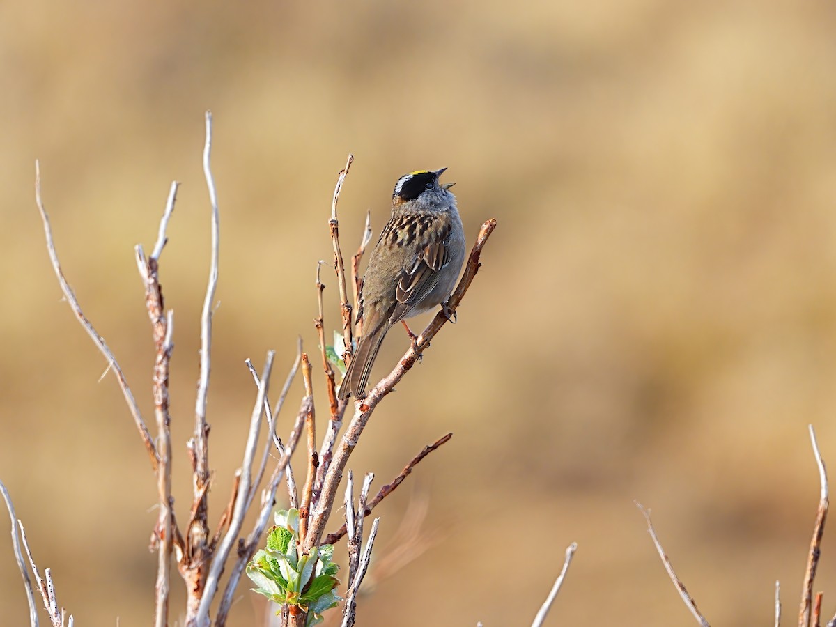 Golden-crowned Sparrow - ML620525659