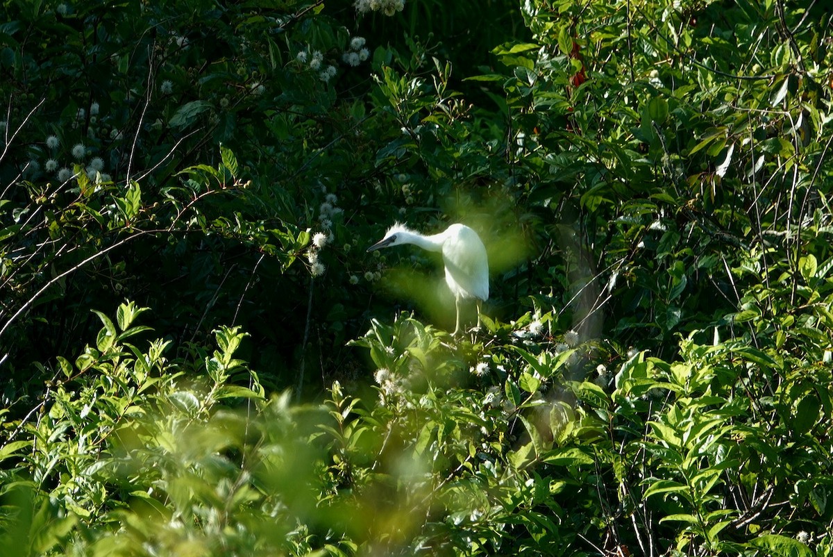 Western Cattle Egret - ML620525664