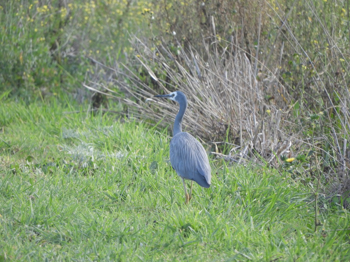 White-faced Heron - ML620525667