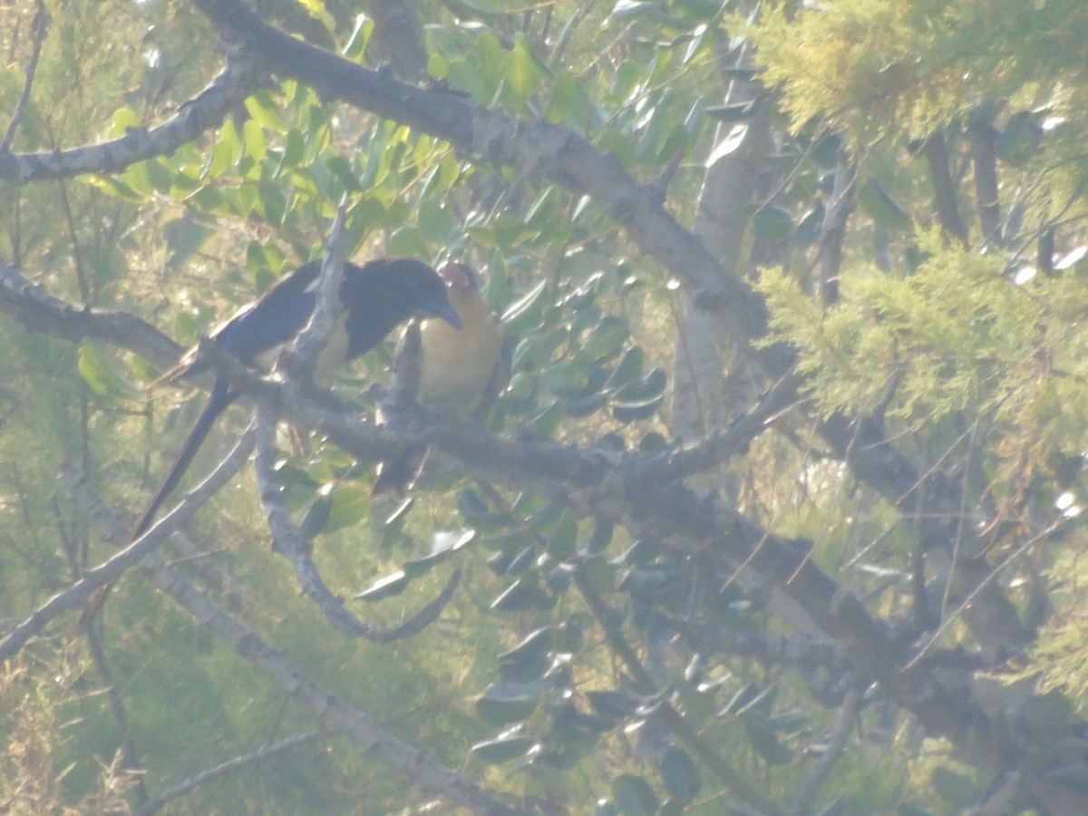 Great Spotted Cuckoo - ML620525668