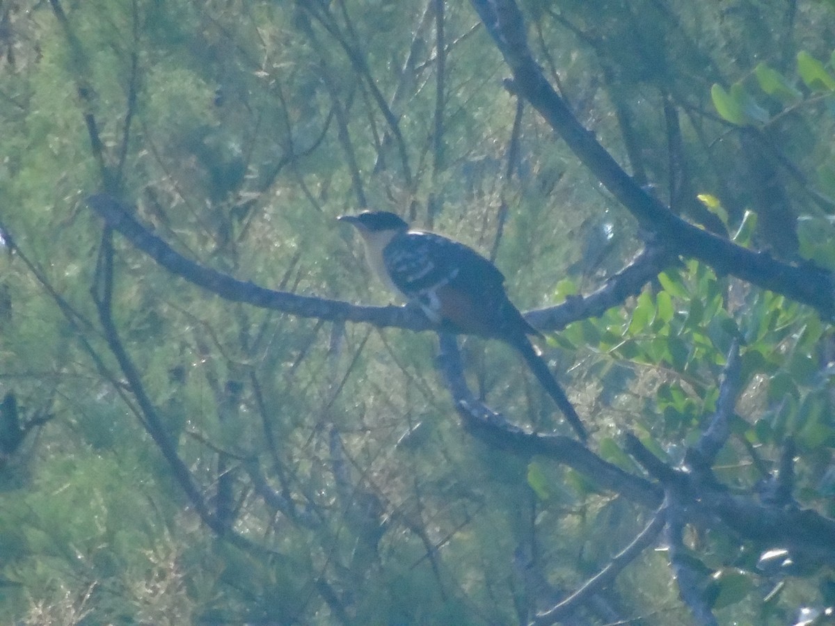 Great Spotted Cuckoo - ML620525670