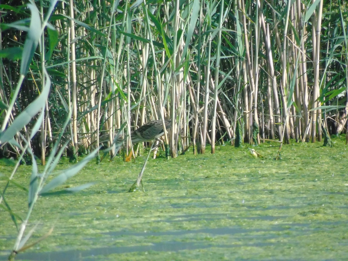 Little Bittern - ML620525671