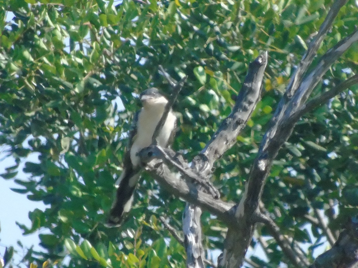 Great Spotted Cuckoo - ML620525672