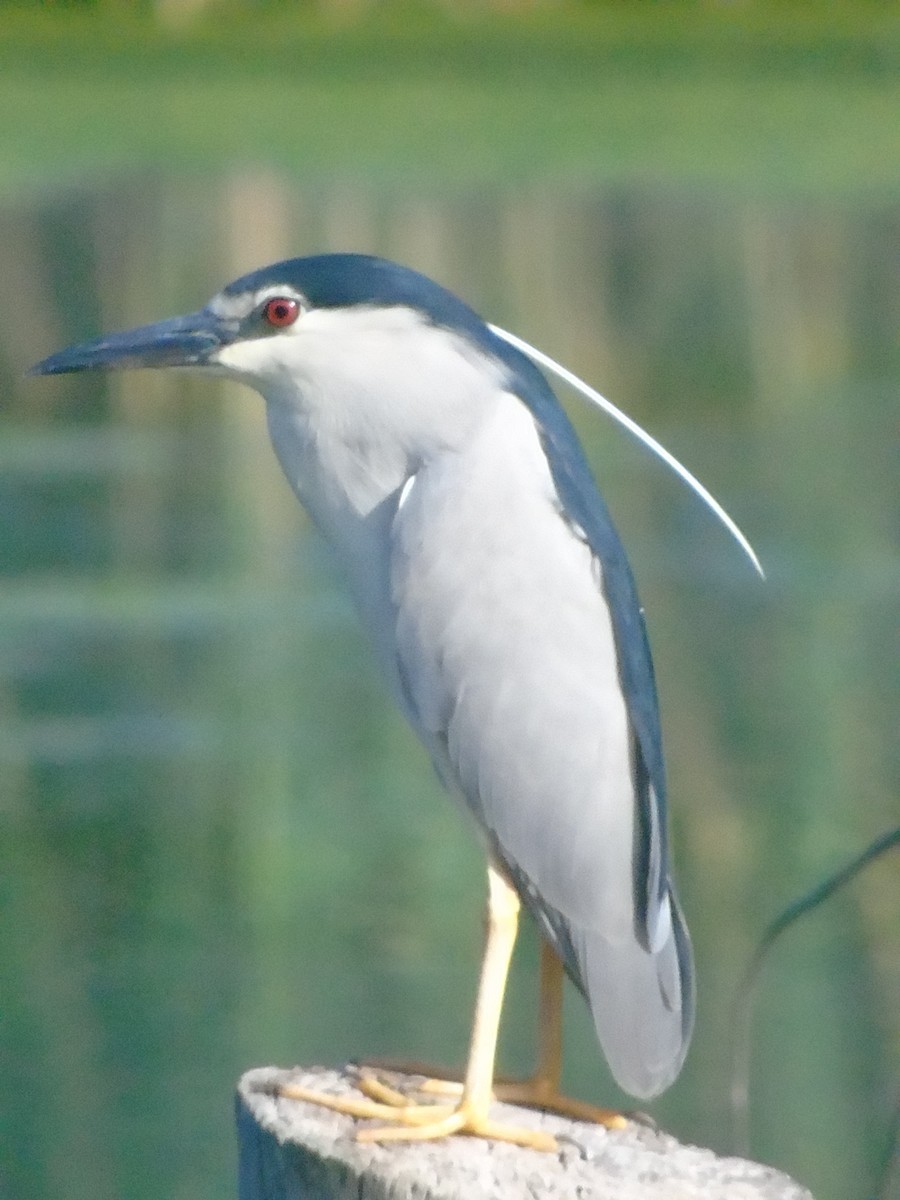 Black-crowned Night Heron - ML620525674