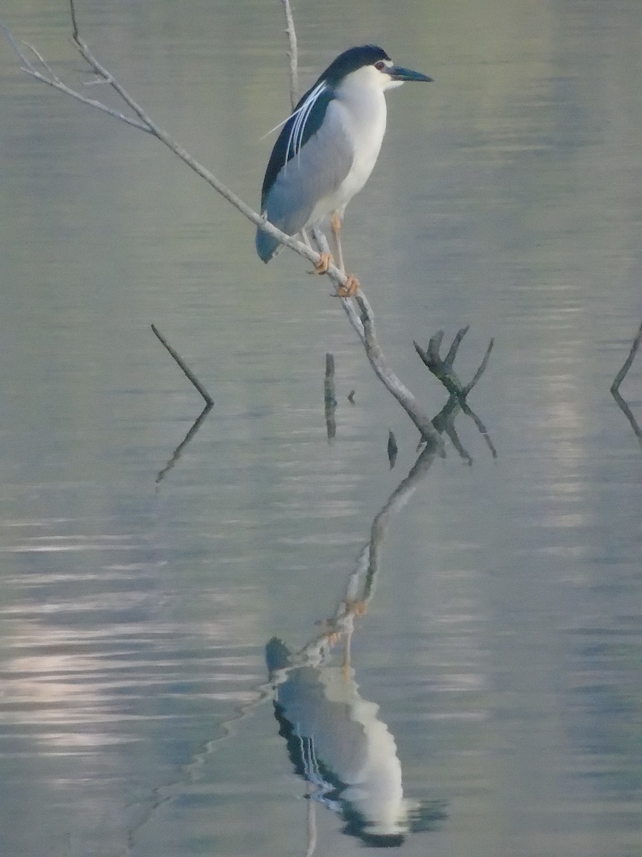 Black-crowned Night Heron - ML620525675