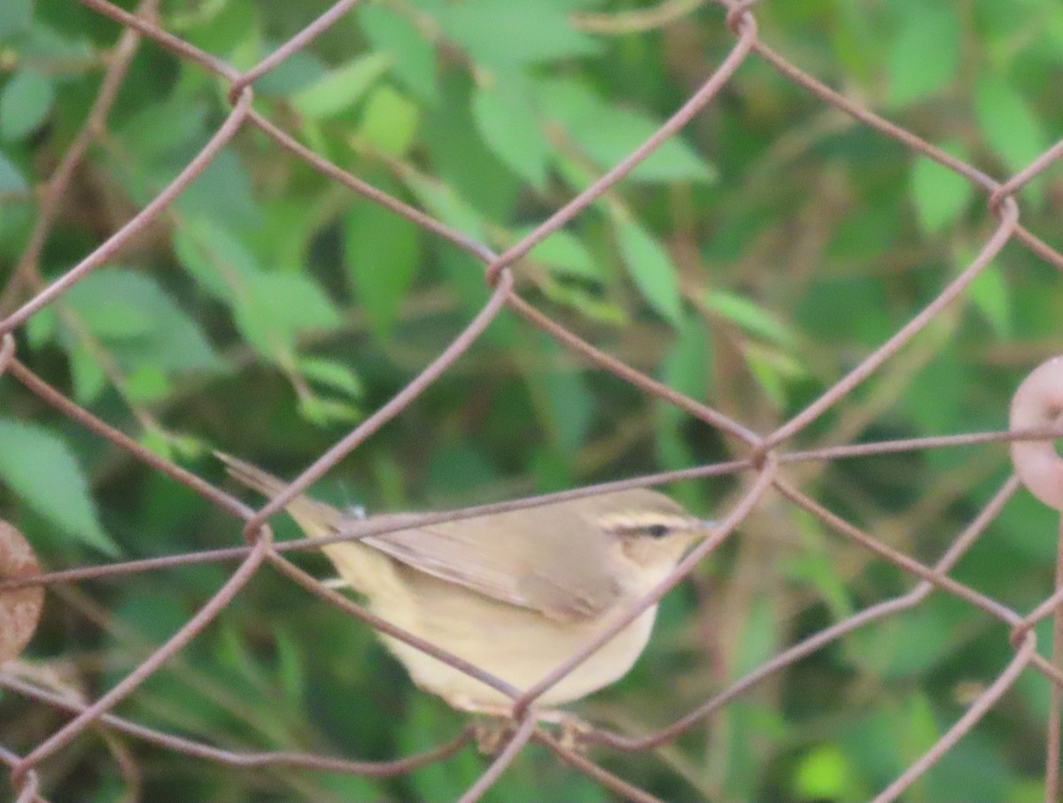 Dusky Warbler - ML620525676