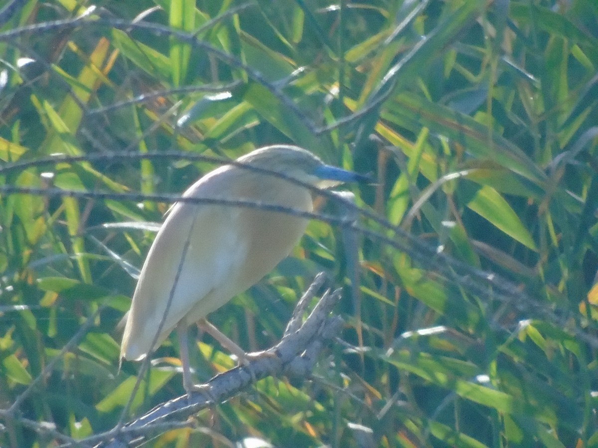 Squacco Heron - ML620525677