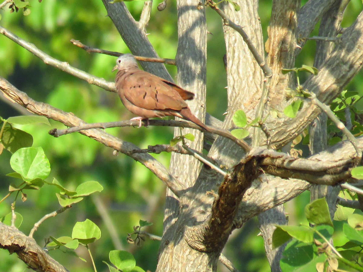 Ruddy Ground Dove - ML620525678