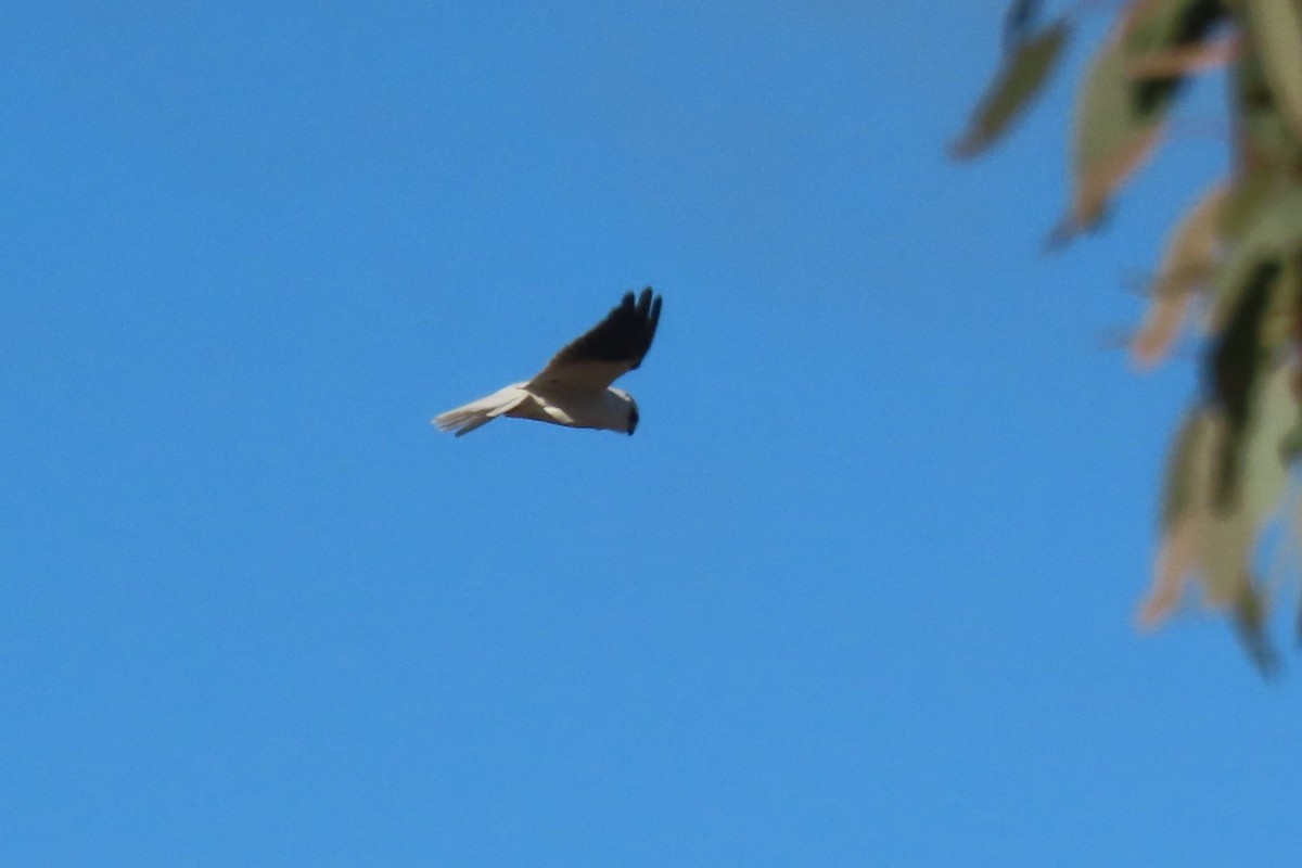 Black-shouldered Kite - ML620525679