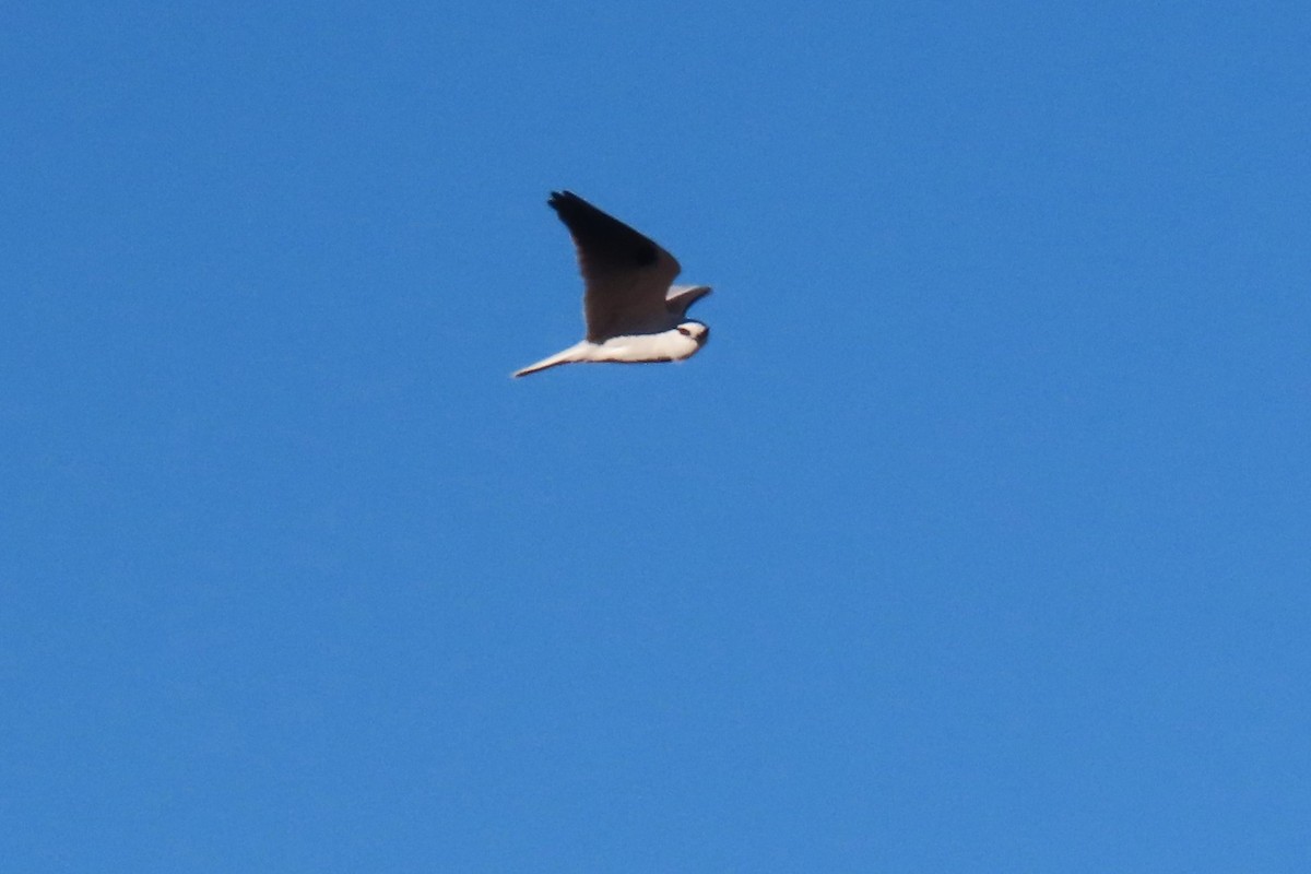Black-shouldered Kite - ML620525680
