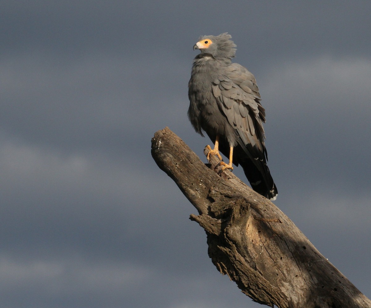 African Harrier-Hawk - ML620525682