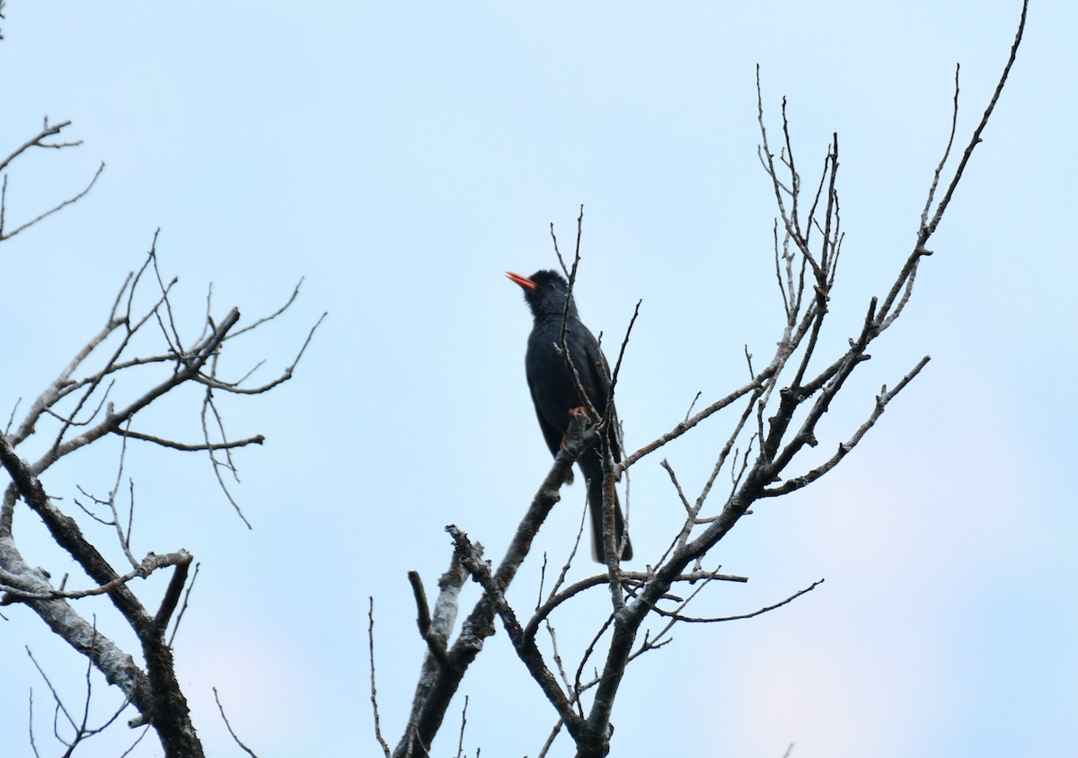 Bulbul des Ghats - ML620525687