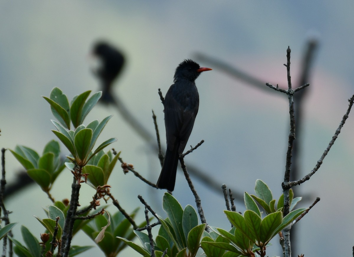 Square-tailed Bulbul - ML620525689