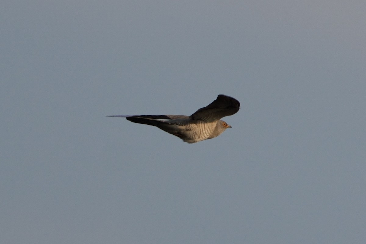 Common Cuckoo - Janice Vidal