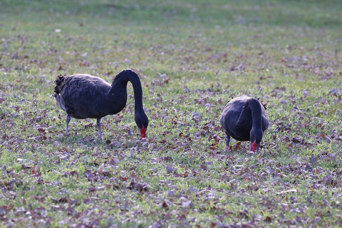 Black Swan - ML620525695