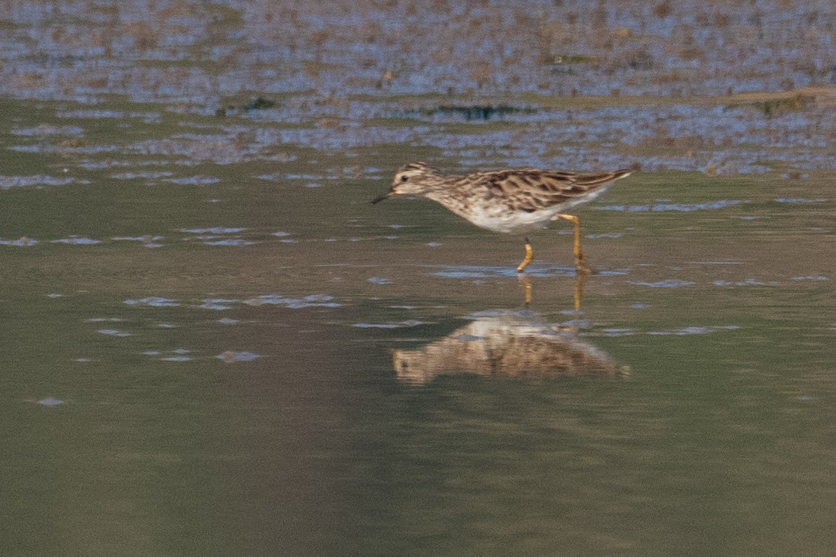 Long-toed Stint - ML620525696