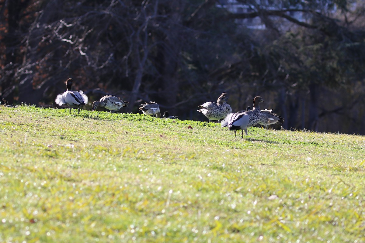 Maned Duck - ML620525700