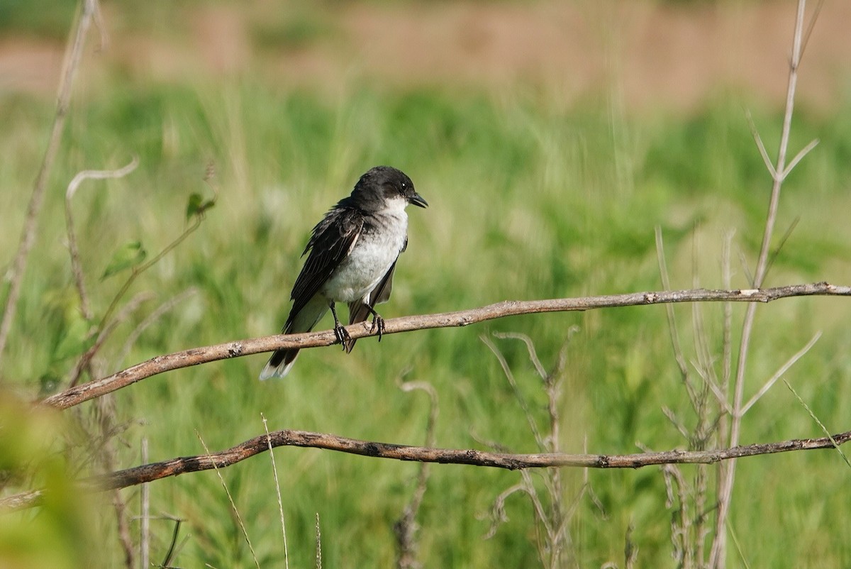 Eastern Kingbird - ML620525703