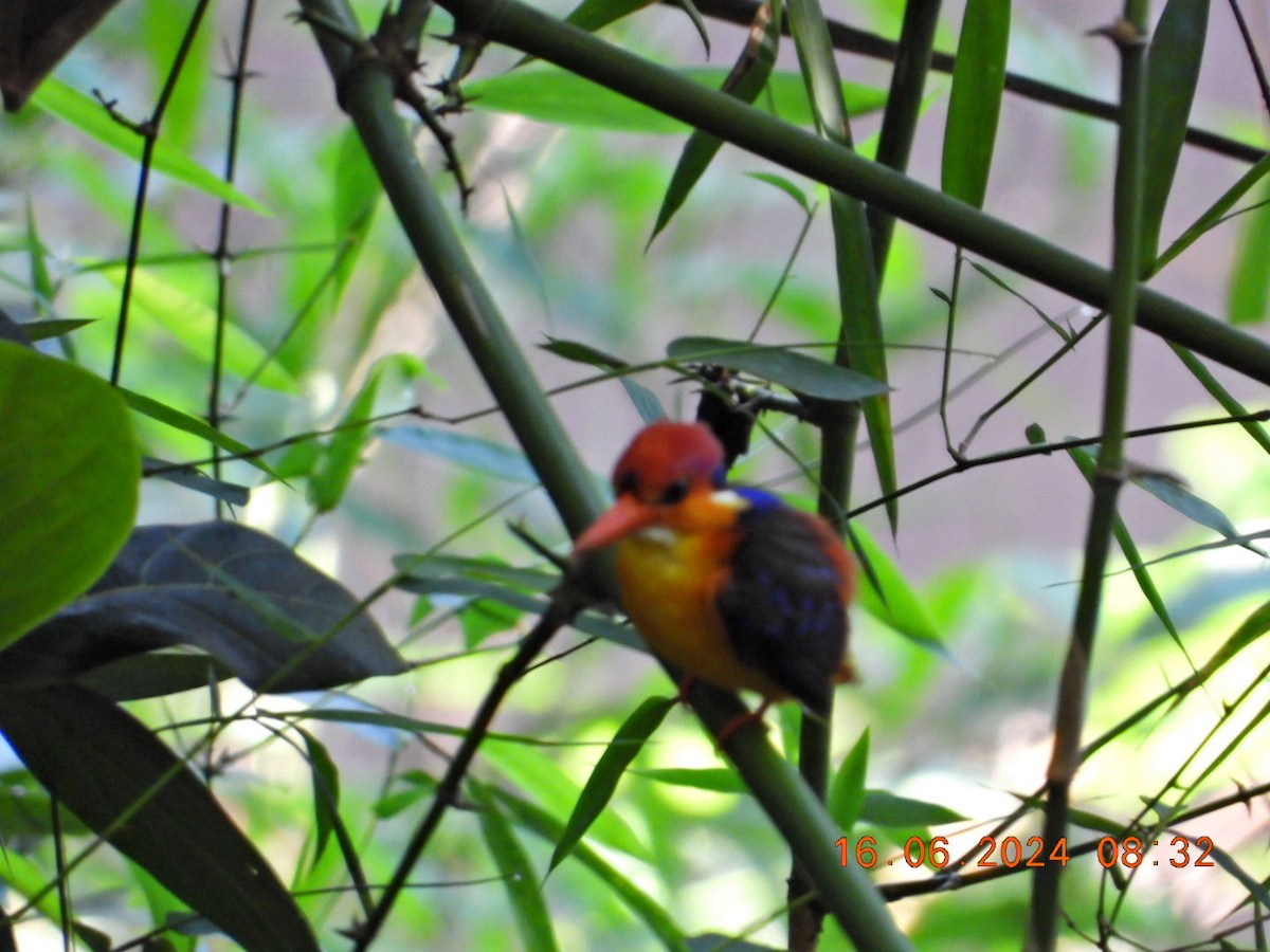 Black-backed Dwarf-Kingfisher - ML620525710