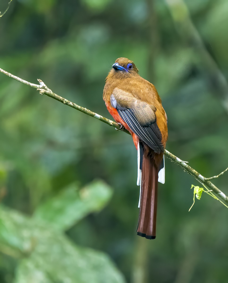 trogon rudohlavý - ML620525717