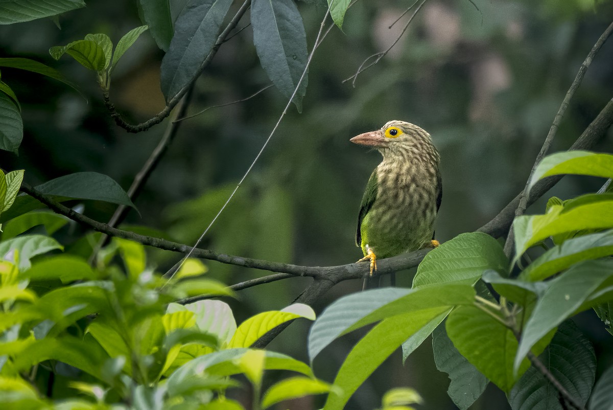 barbet čárkovaný - ML620525719