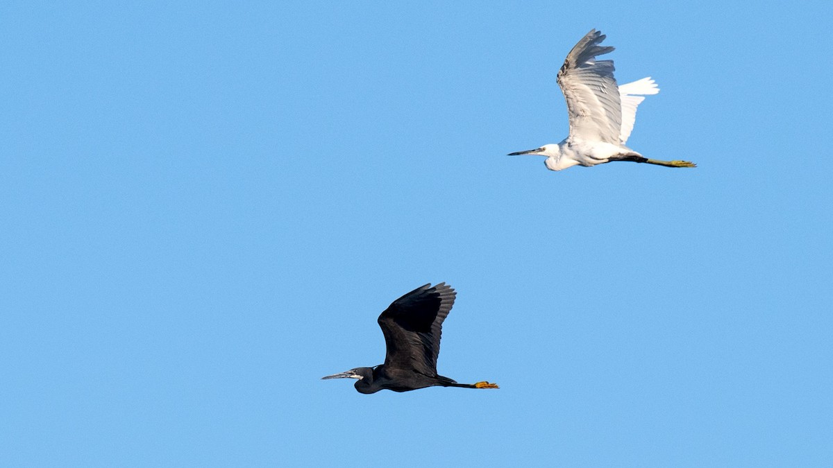 Western Reef-Heron - ML620525720