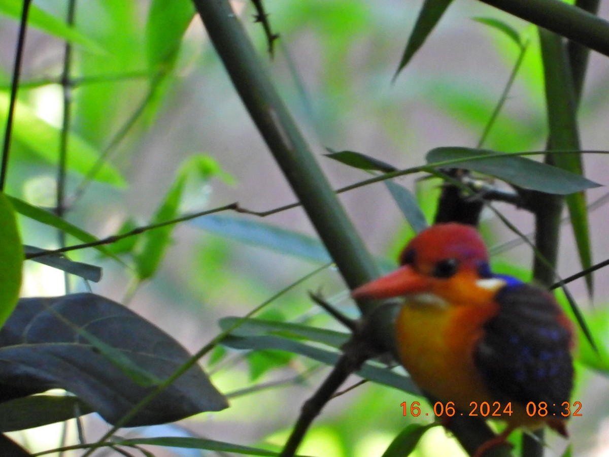 Black-backed Dwarf-Kingfisher - ML620525727