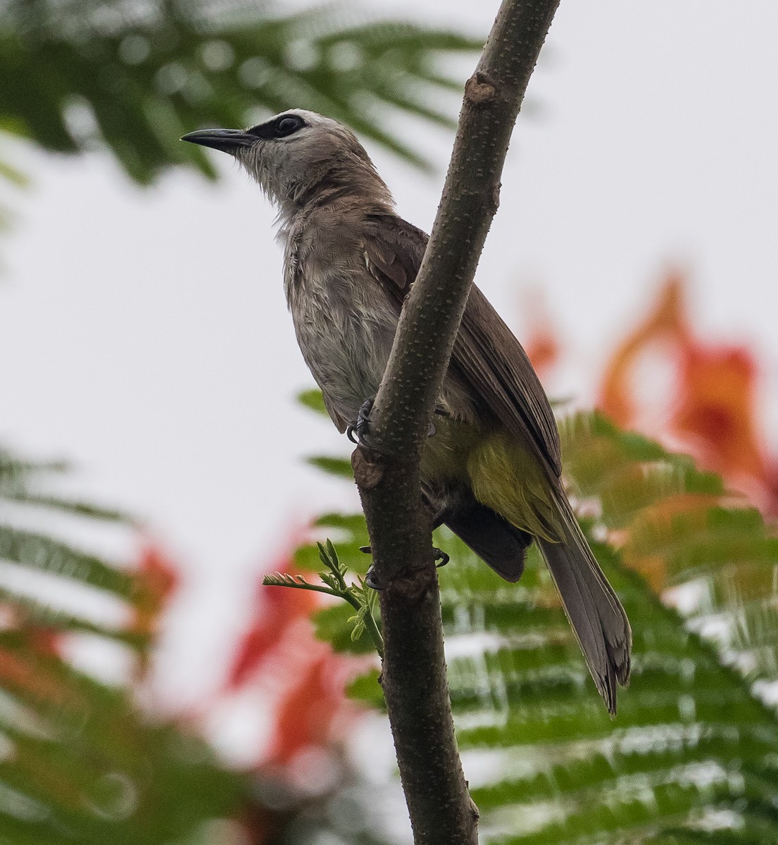 Yellow-vented Bulbul - ML620525728