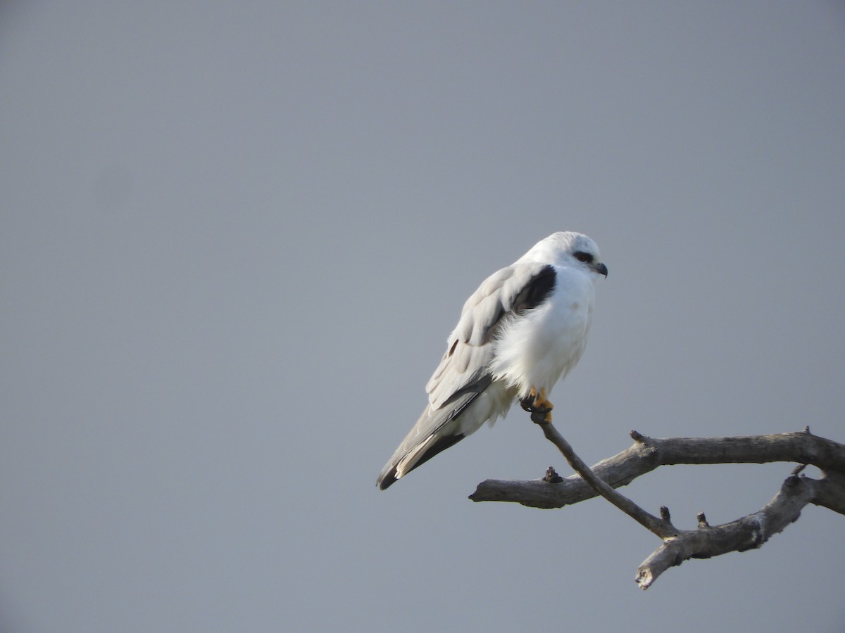 Black-shouldered Kite - ML620525735