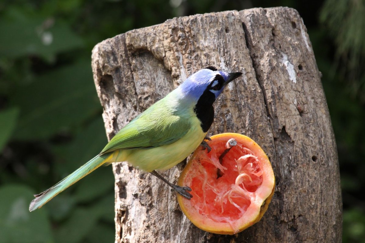 Green Jay - ML620525737