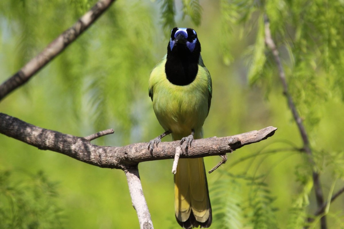 Green Jay - ML620525739