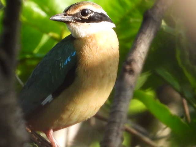 インドヤイロチョウ - ML620525741