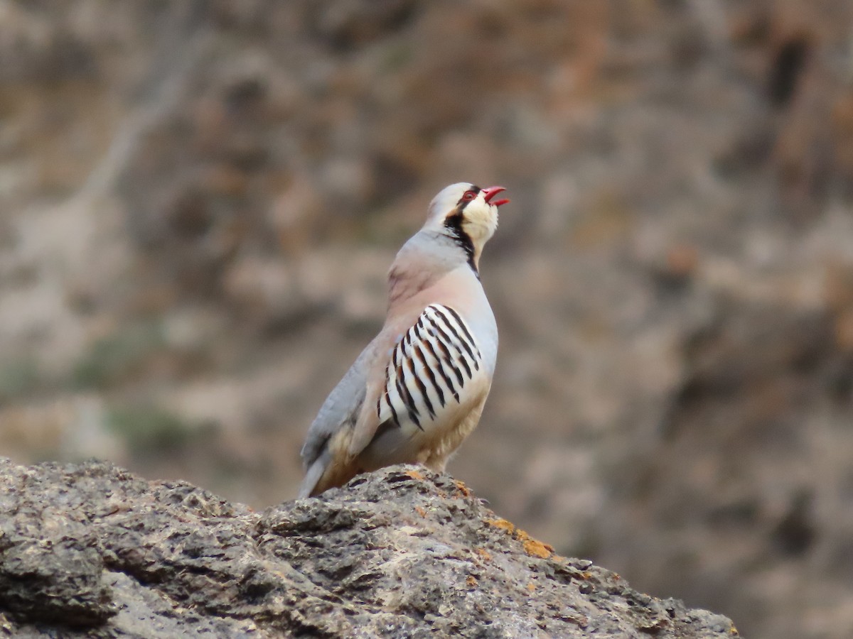 Chukar - ML620525742