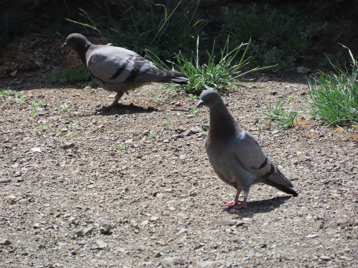 Rock Pigeon (Wild type) - ML620525749