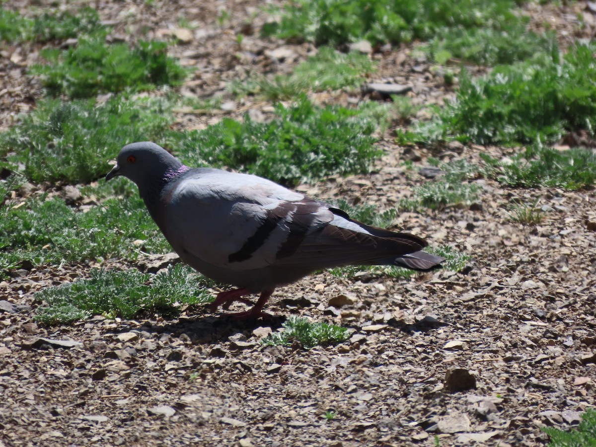 Pigeon biset (forme sauvage) - ML620525751