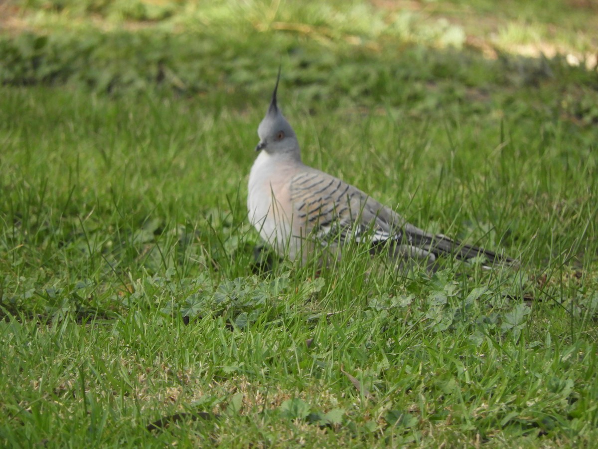 Crested Pigeon - ML620525753