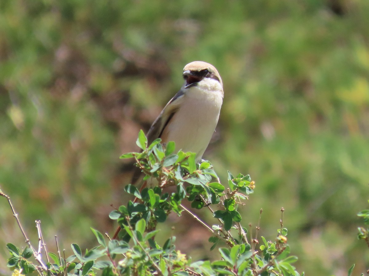 荒漠伯勞(isabellinus) - ML620525754