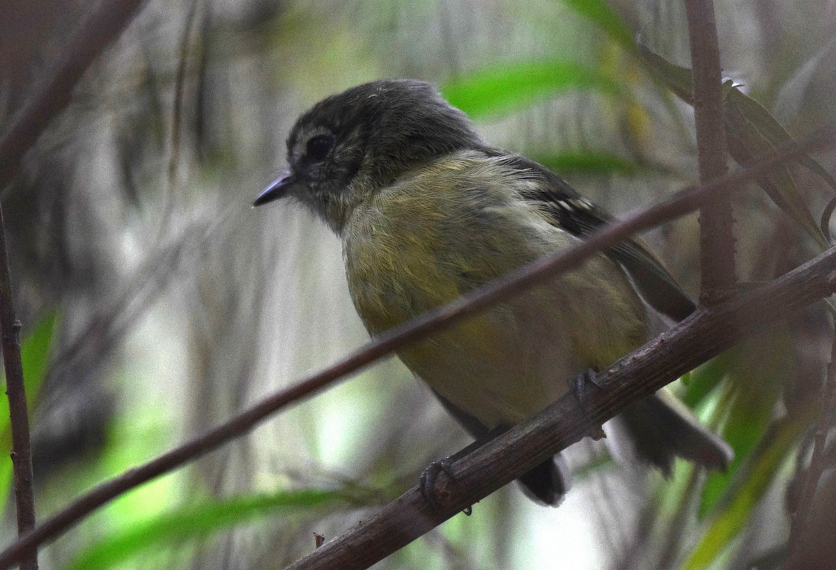 Mottle-cheeked Tyrannulet - ML620525757