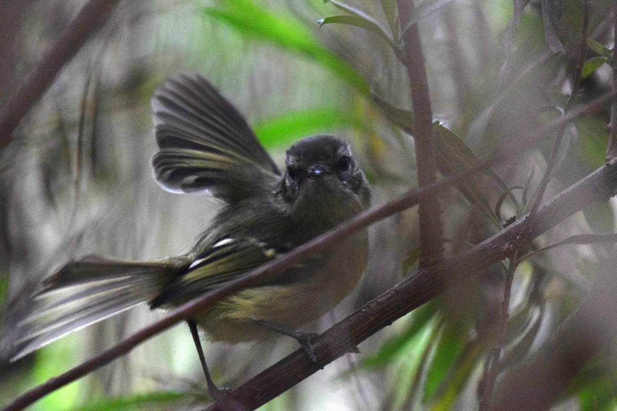 Mottle-cheeked Tyrannulet - ML620525758