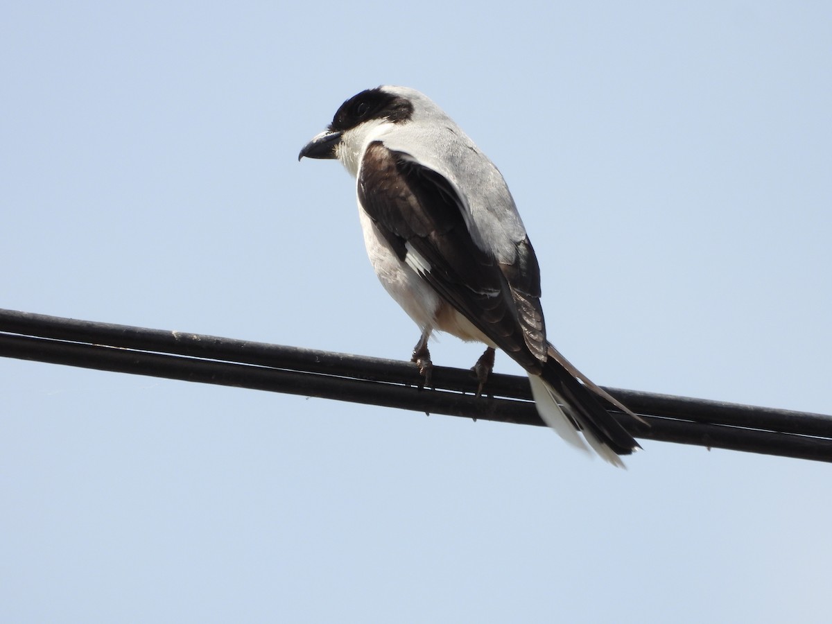 Lesser Gray Shrike - ML620525760