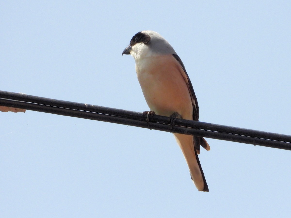 Lesser Gray Shrike - ML620525761