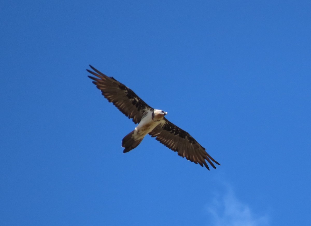 Bearded Vulture - ML620525766