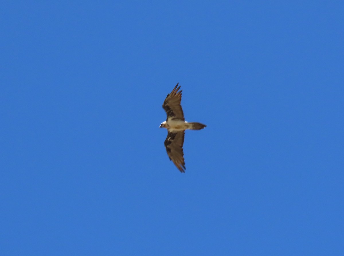 Bearded Vulture - ML620525768