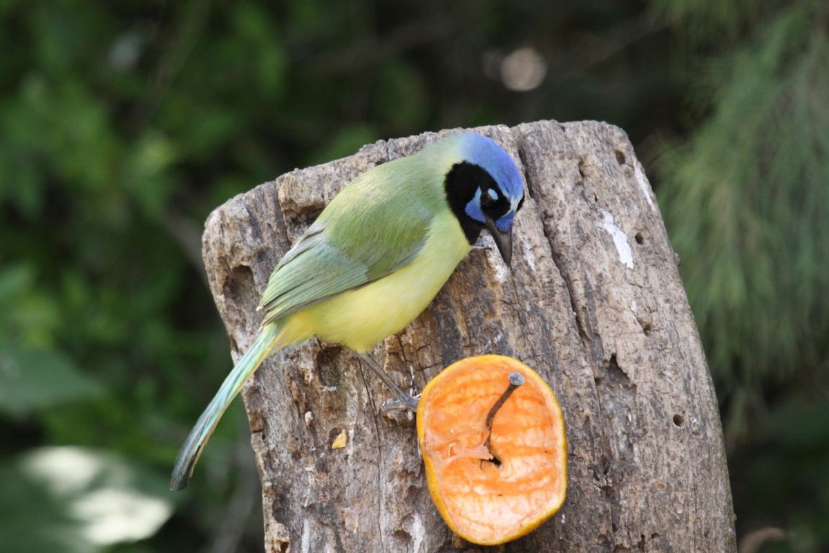 Green Jay - ML620525772