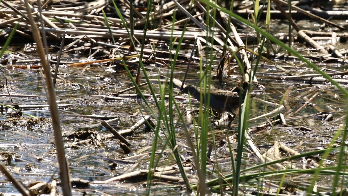 Little Crake - ML620525776