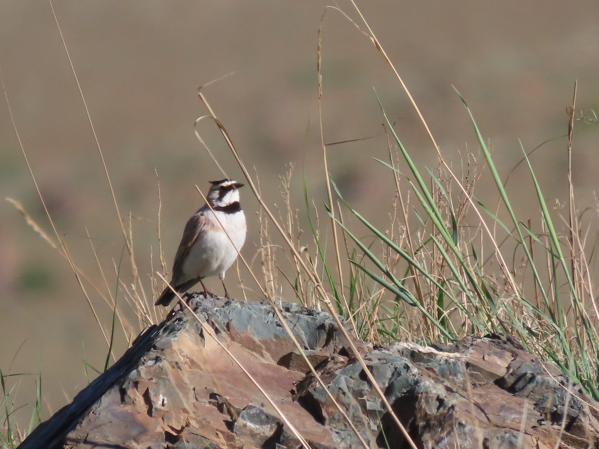 Horned Lark (Brandt's) - ML620525779