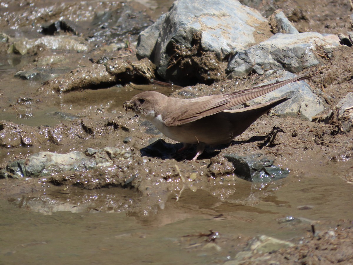 Eurasian Crag-Martin - ML620525781