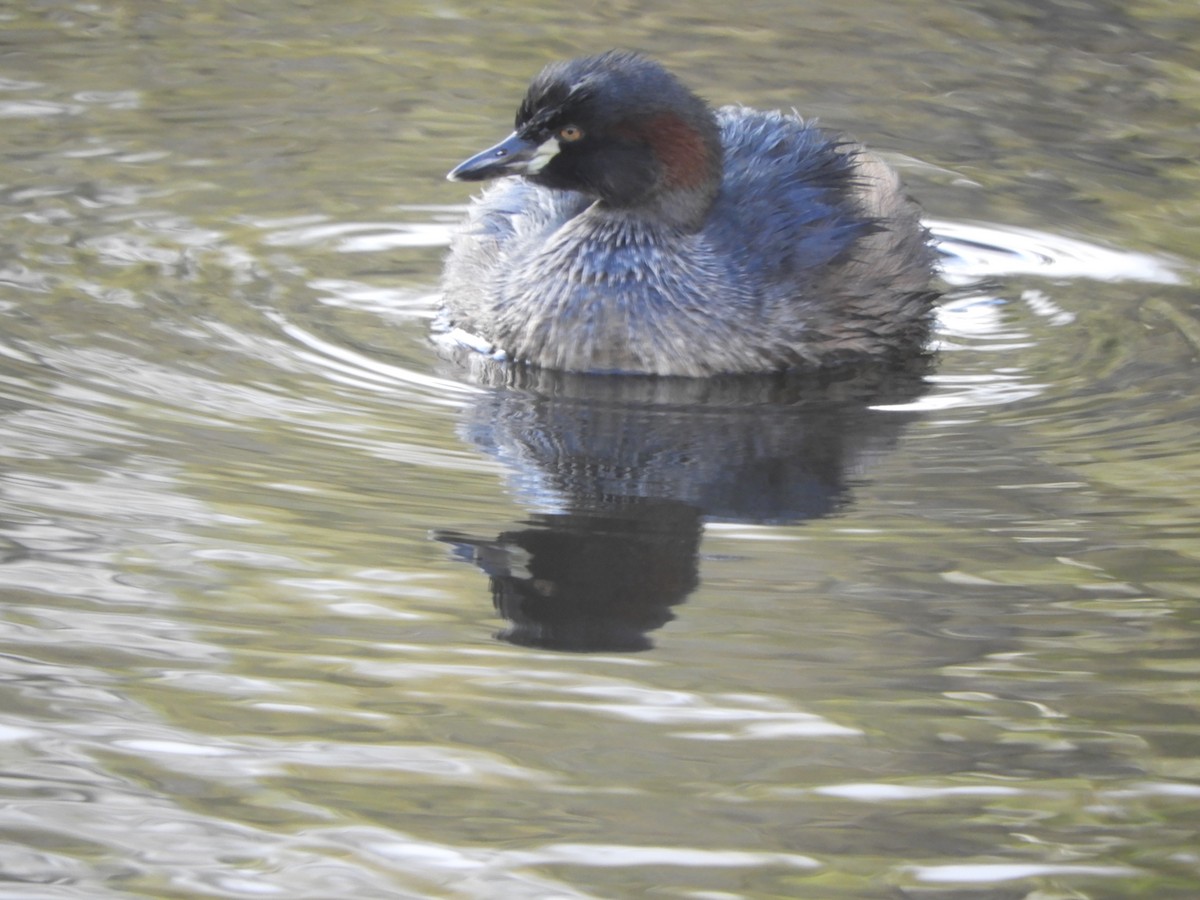 Australasian Grebe - ML620525784