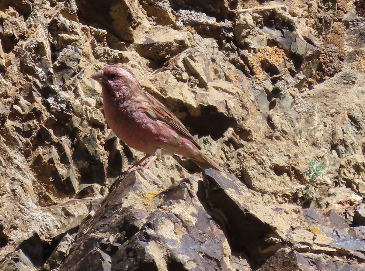 Chinese Beautiful Rosefinch - ML620525786